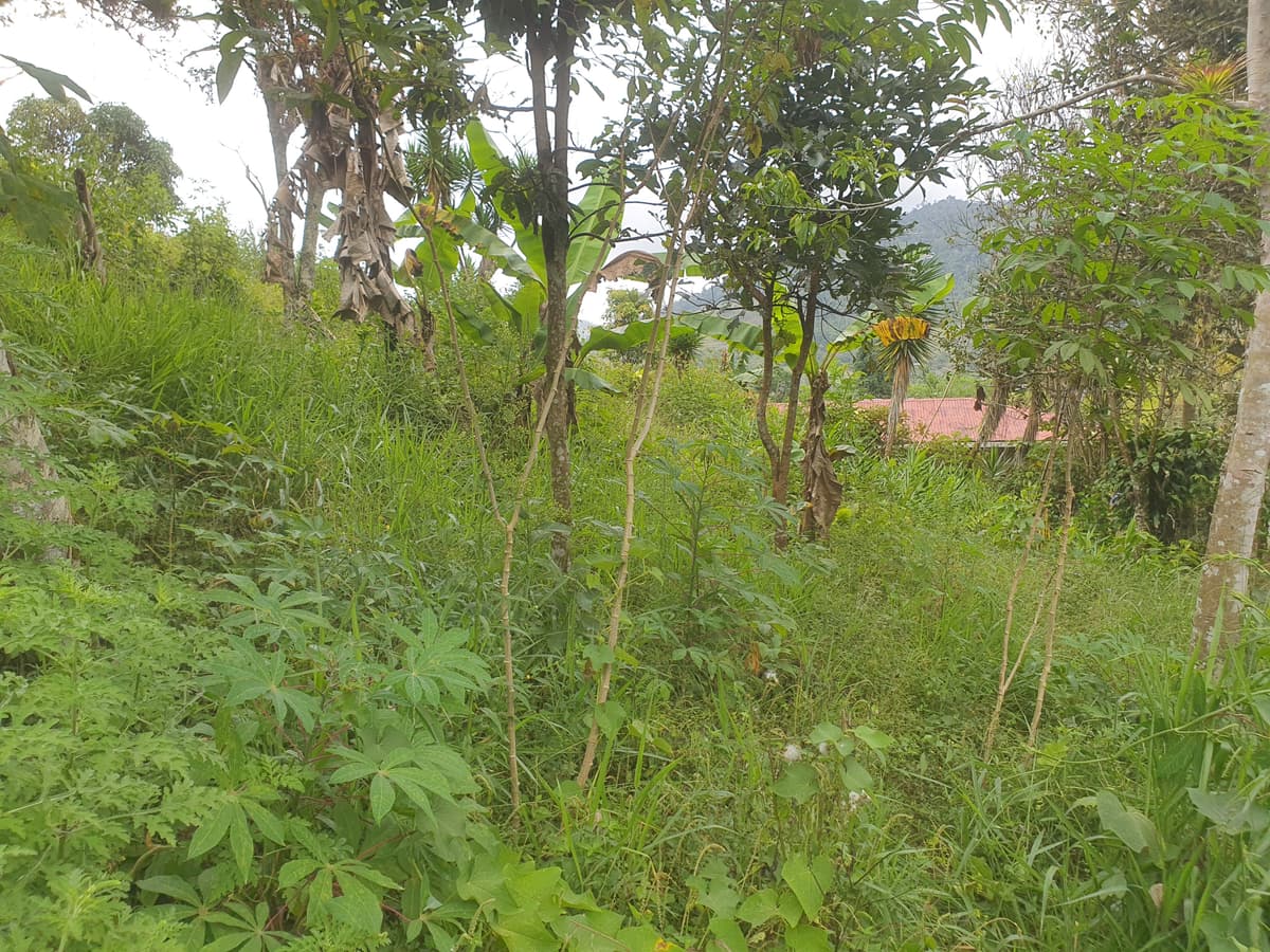 En venta terreno en Santa Rosa de Tayutic en Turrialba - foto 1