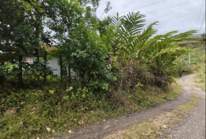 Finca en venta de 2,87 Hectareas en Tucurrique, Cartago - foto 4