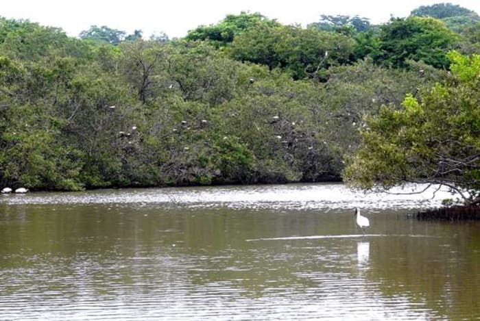 Terreno Frente al Mar en Playa Bajamar, Puntarenas.  - foto 3