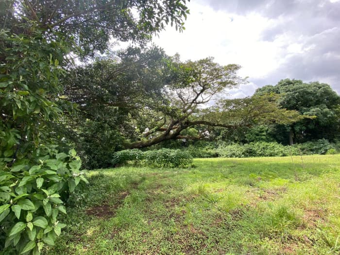 Venta de Lote en La Guácima Arriba Alajuela Costa Rica - foto 2