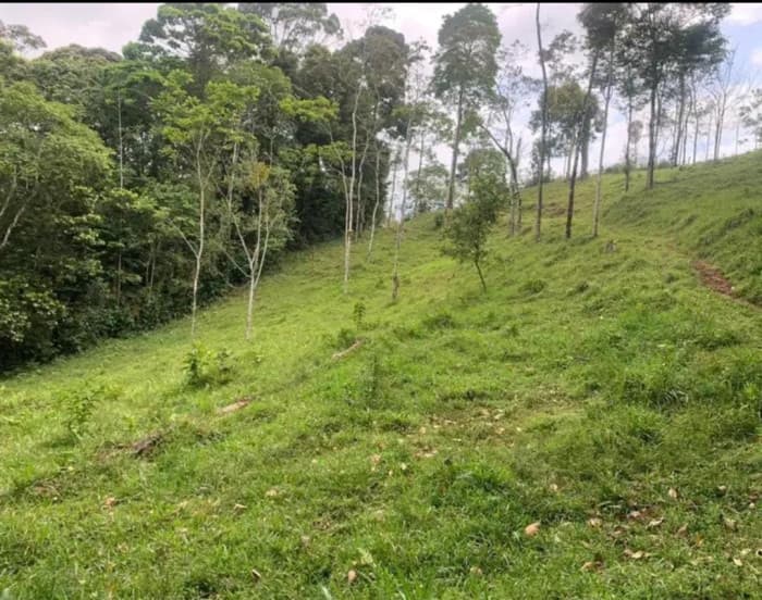 En venta finca ganadera Ciudad Quesada, San Carlos - foto 4
