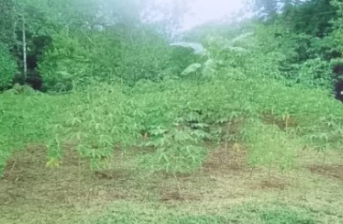 Se vende finca en Sarapiqui  - foto 3