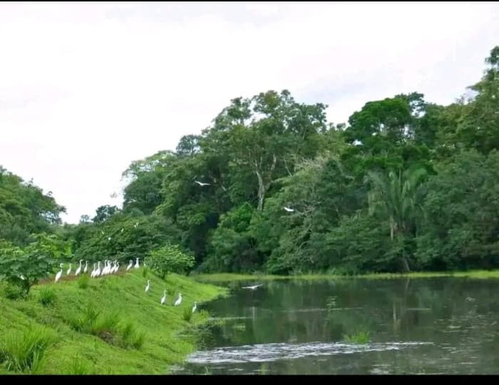 En venta amplio terreno en Guatuso de Alajuela   - foto 2