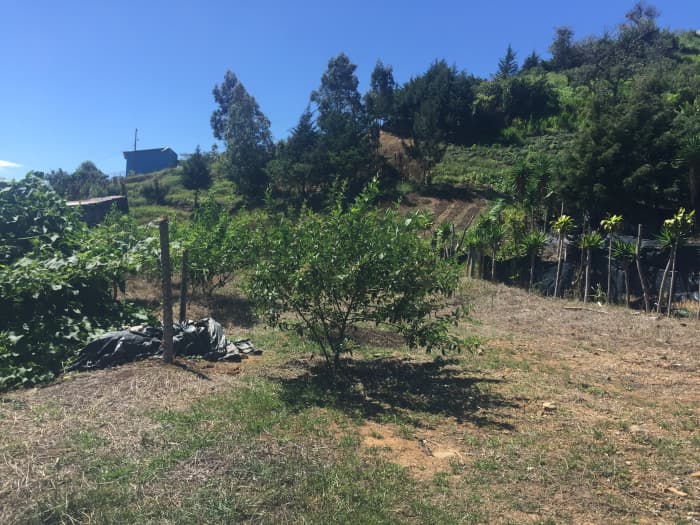 Terreno de 4,000 m² en Tobosi, Cartago Ideal Inversión  - foto 2