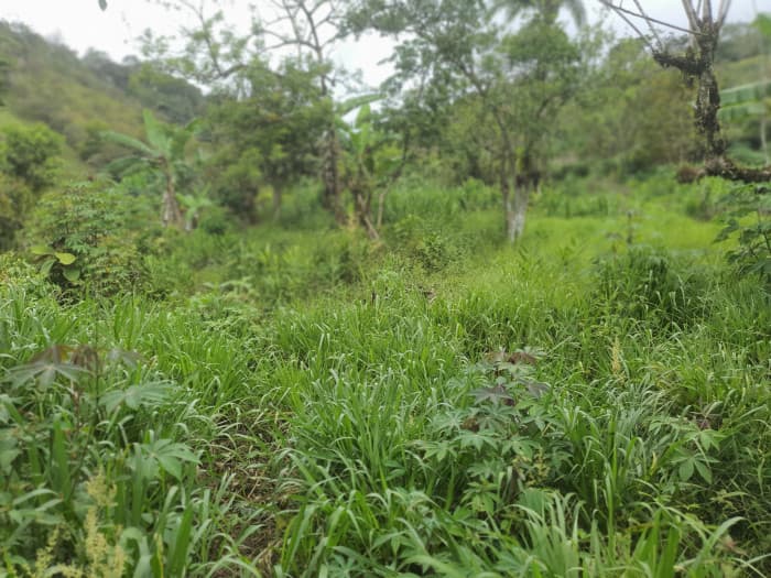 En venta terreno en Santa Rosa de Tayutic en Turrialba - foto 2