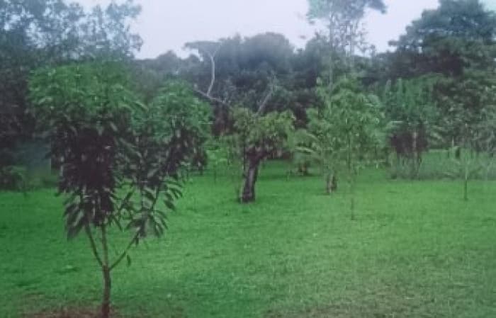 Se vende finca en Sarapiqui  - foto 2