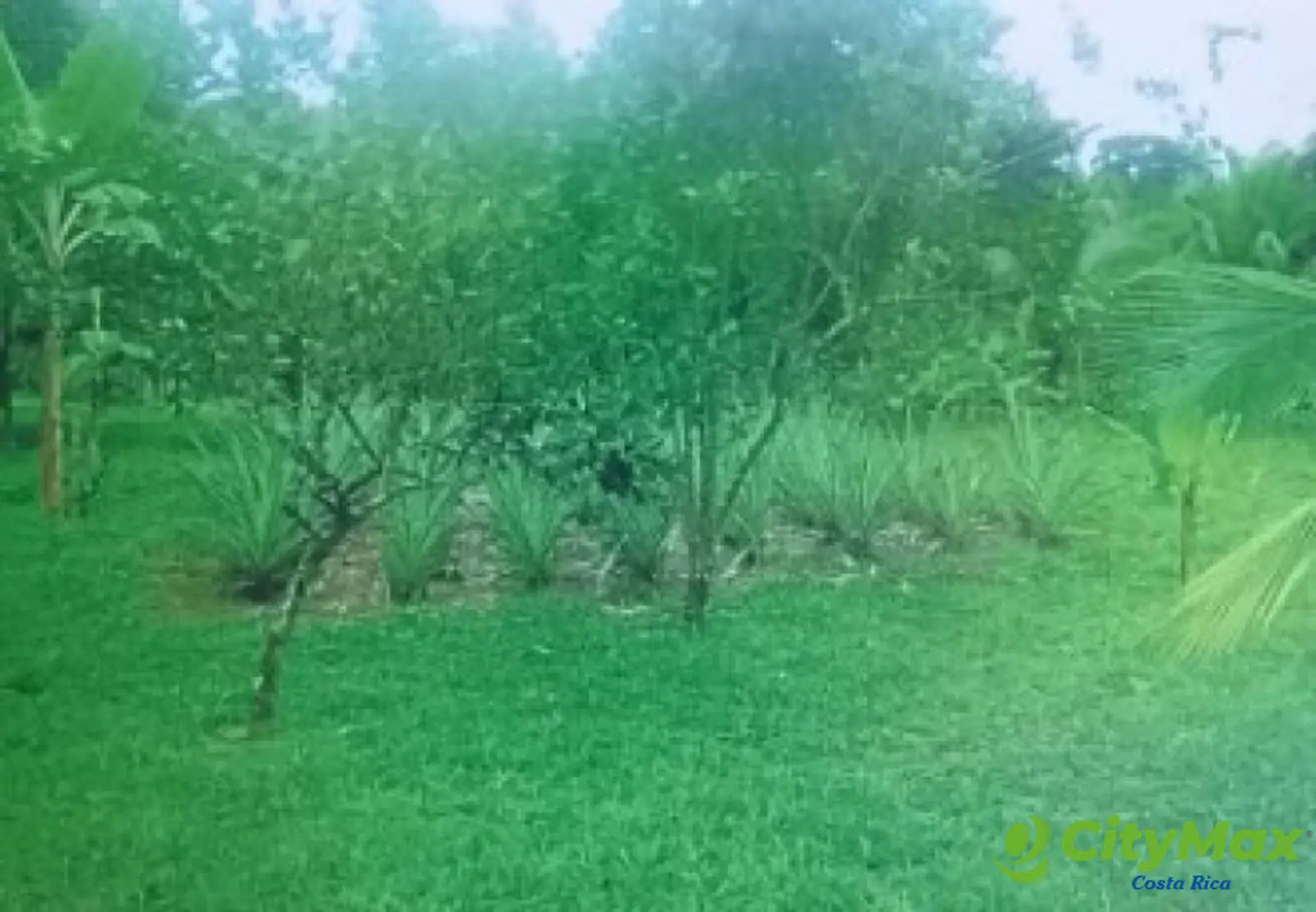 Se vende finca en Sarapiqui - foto 11