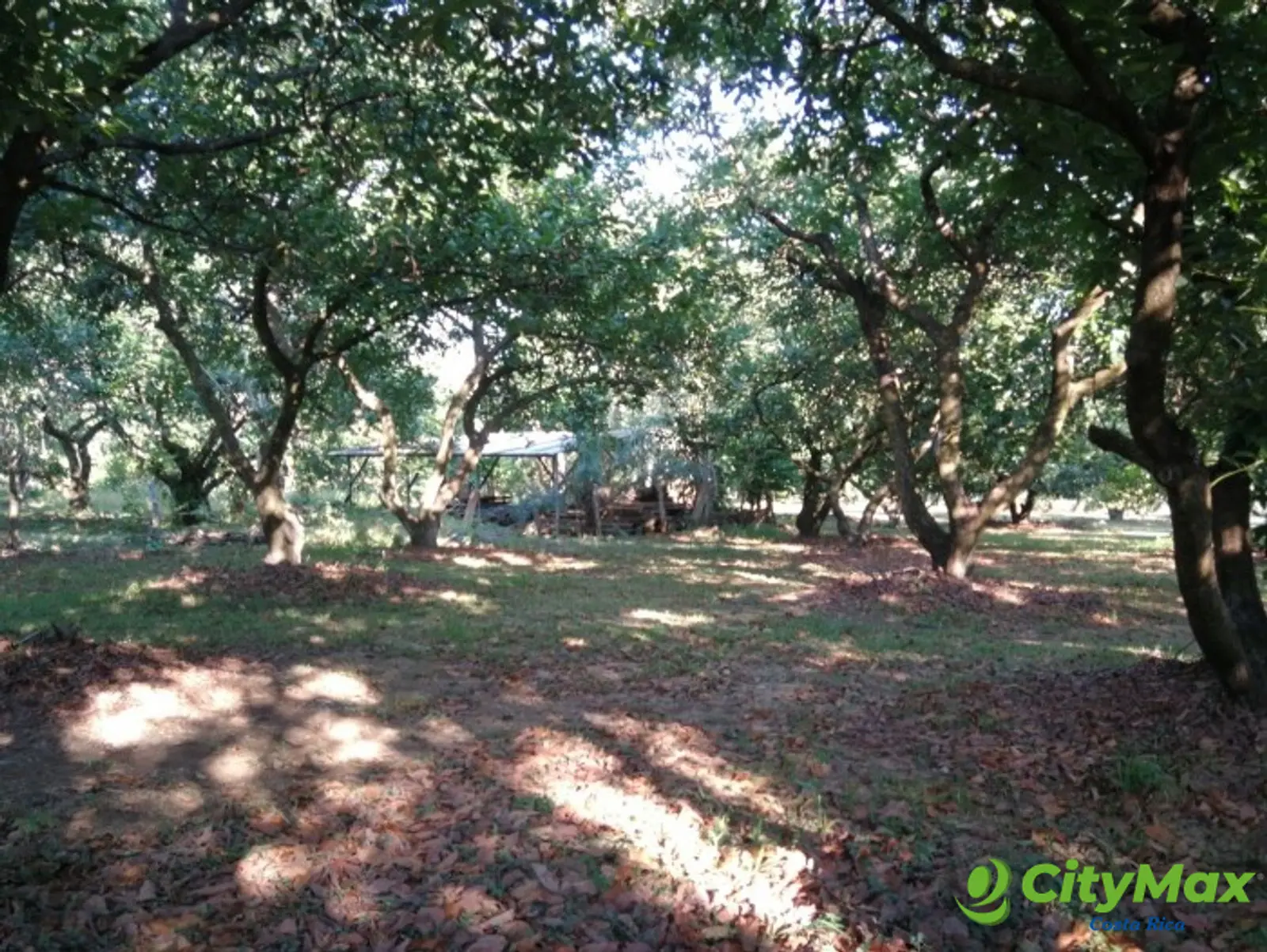 Finca en venta San Jerónimo de Esparza Puntarenas 15ha - foto 17