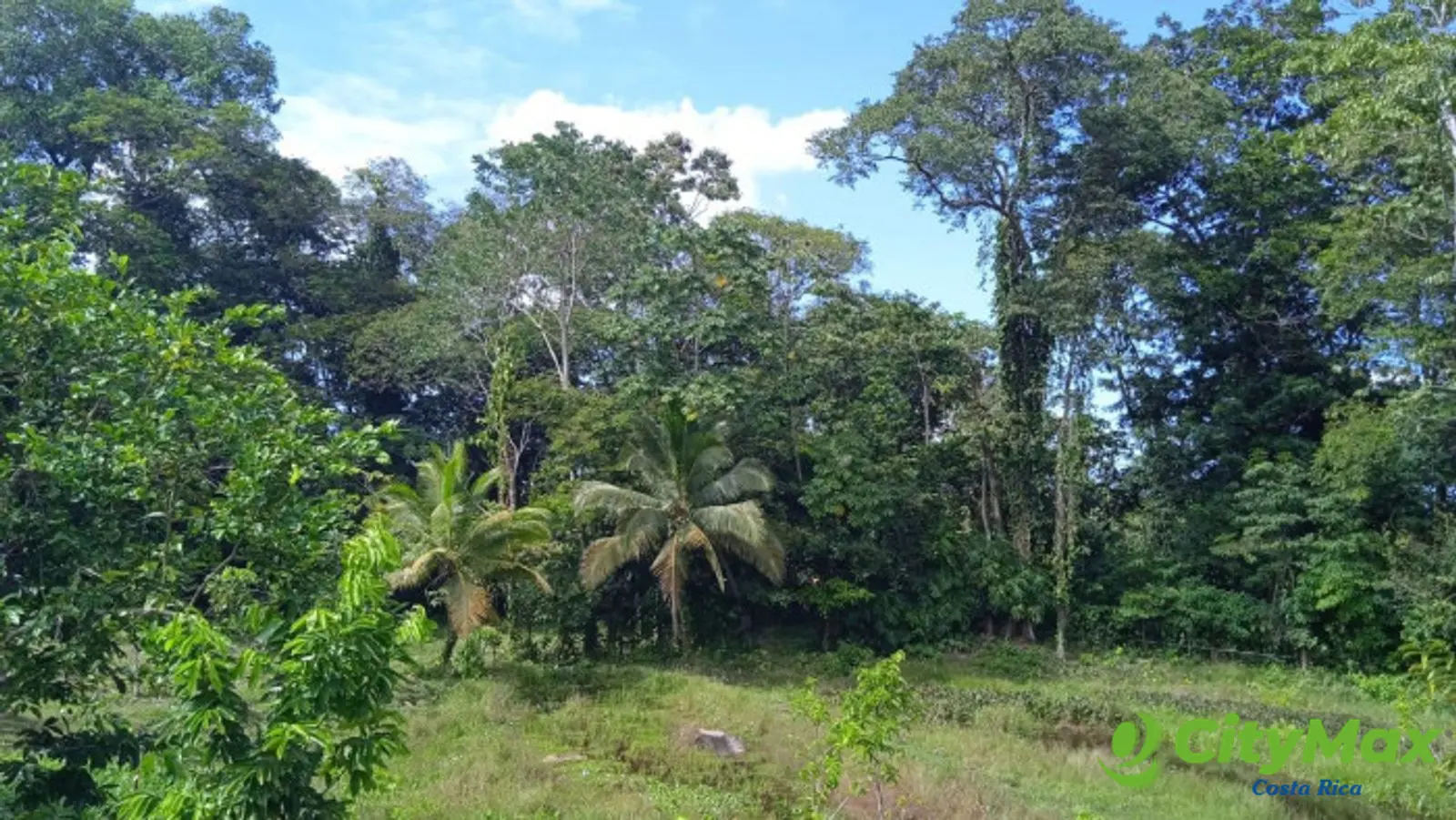 EN VENTA FINCA CON 2 CASAS EN SIQUIRRES LIMÓN - foto 5