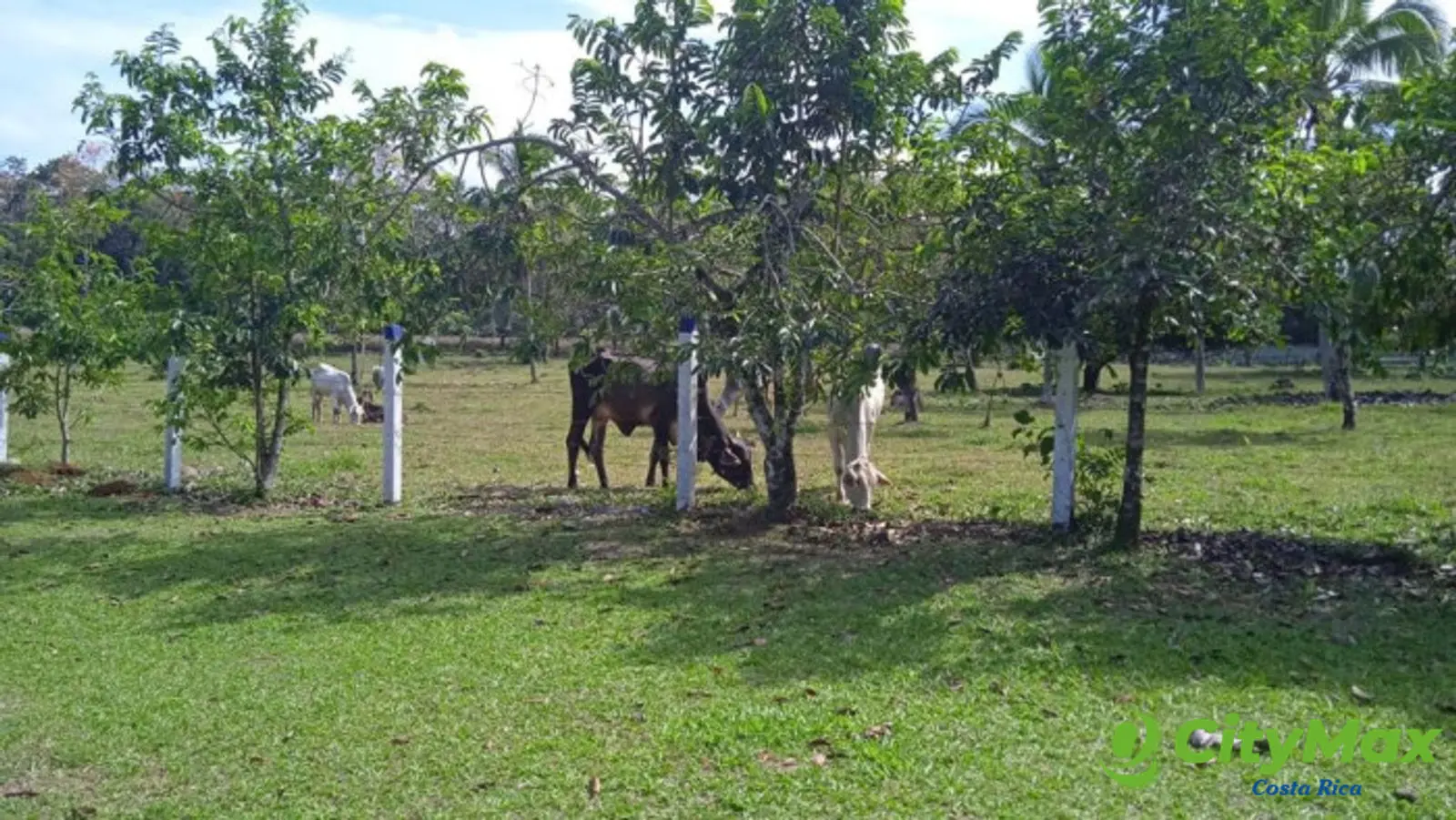EN VENTA FINCA CON 2 CASAS EN SIQUIRRES LIMÓN - foto 7