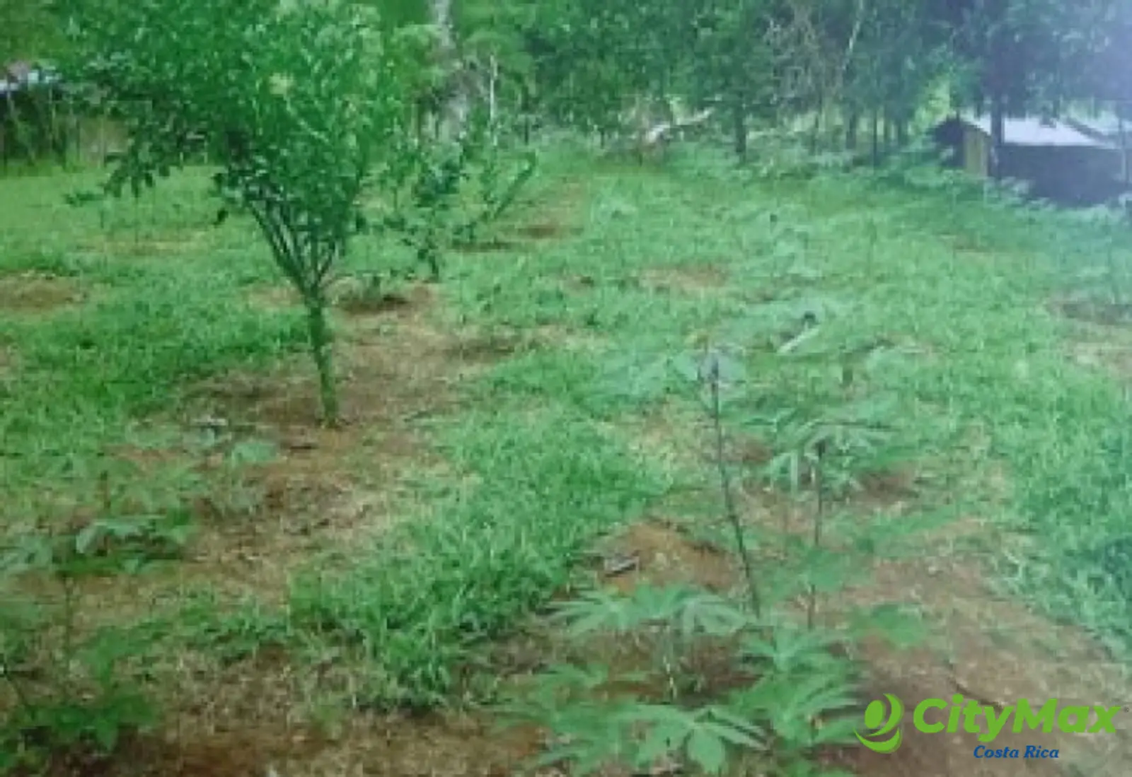 Se vende finca en Sarapiqui - foto 14