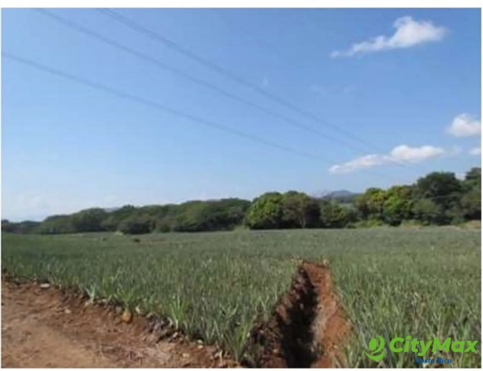 Amplia Finca Agrícola en Venta en Puntarenas - foto 5
