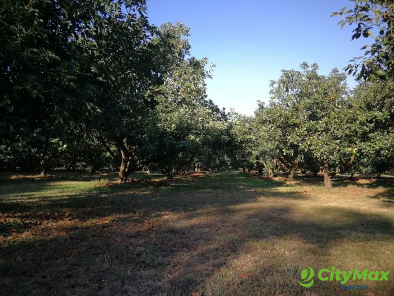Finca en venta San Jerónimo de Esparza Puntarenas 15ha - foto 15