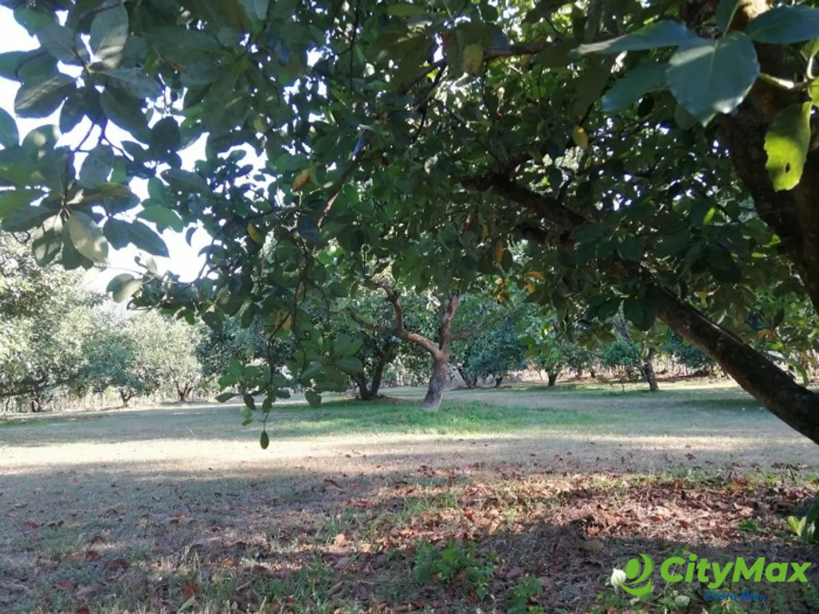 Finca en venta San Jerónimo de Esparza Puntarenas 15ha - foto 16