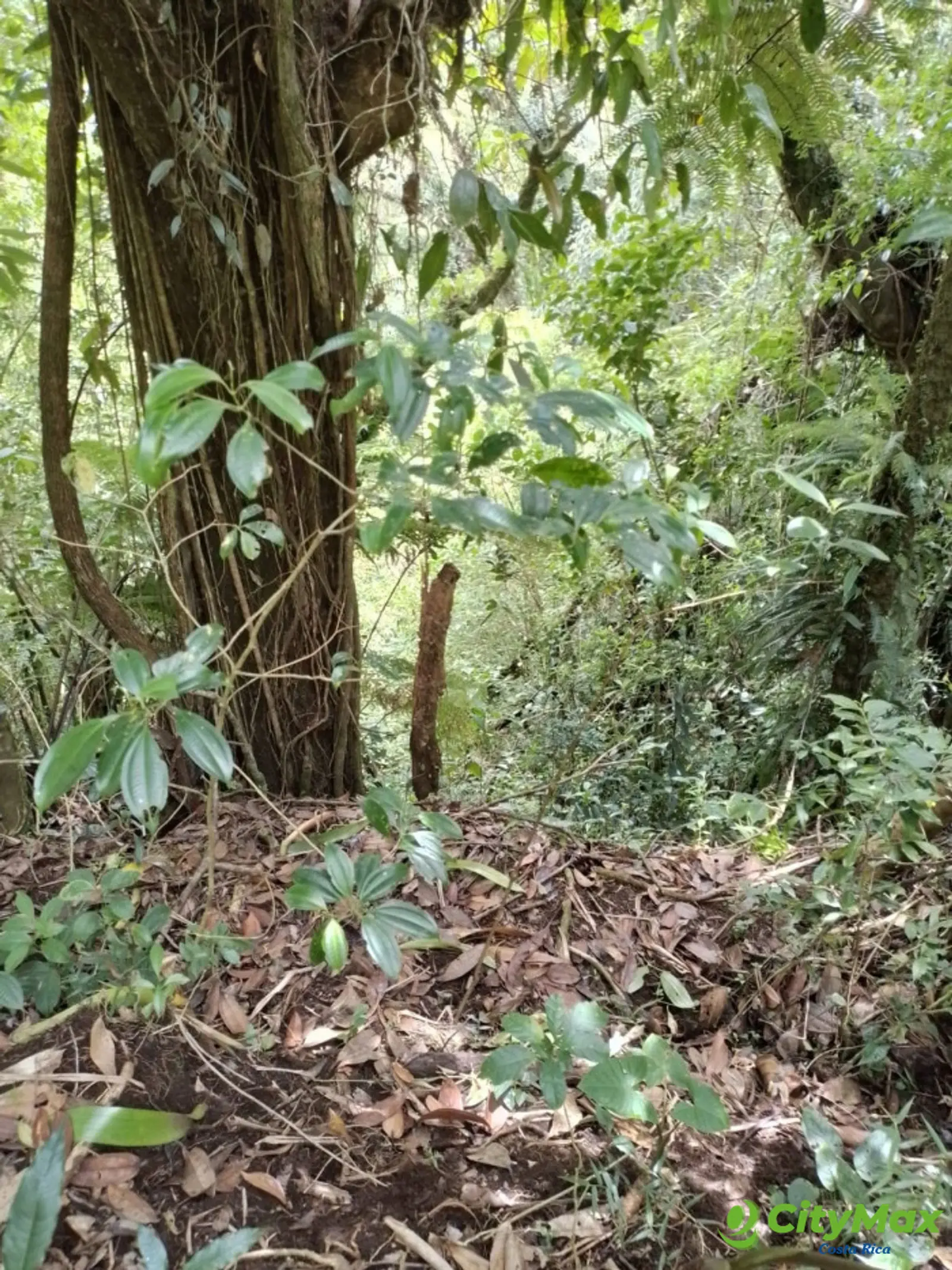 Se vende finca en Varablanca, Heredia - foto 10