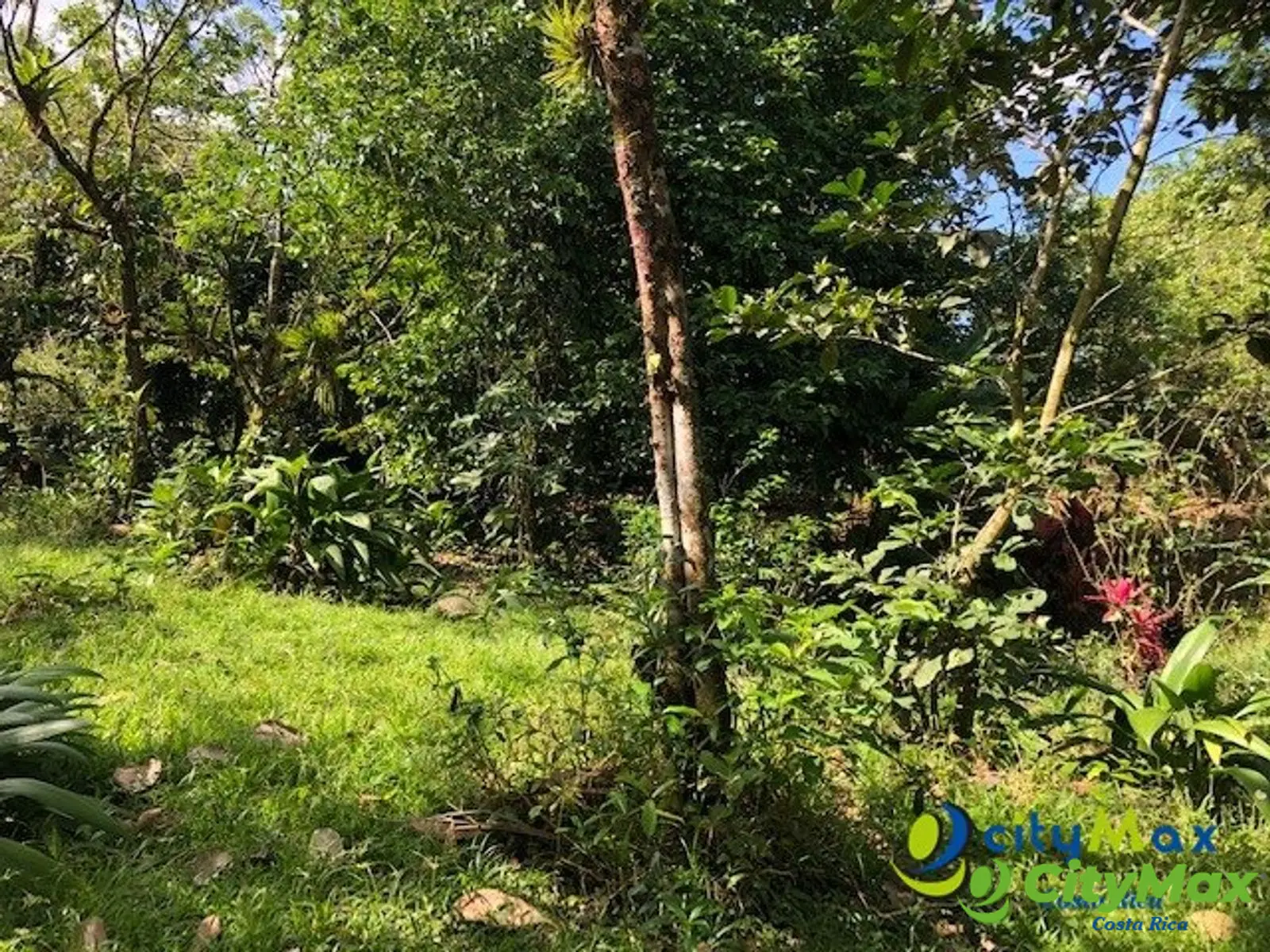 Finca Exclusiva en Venta Toro Amarillo de Guápiles - foto 9