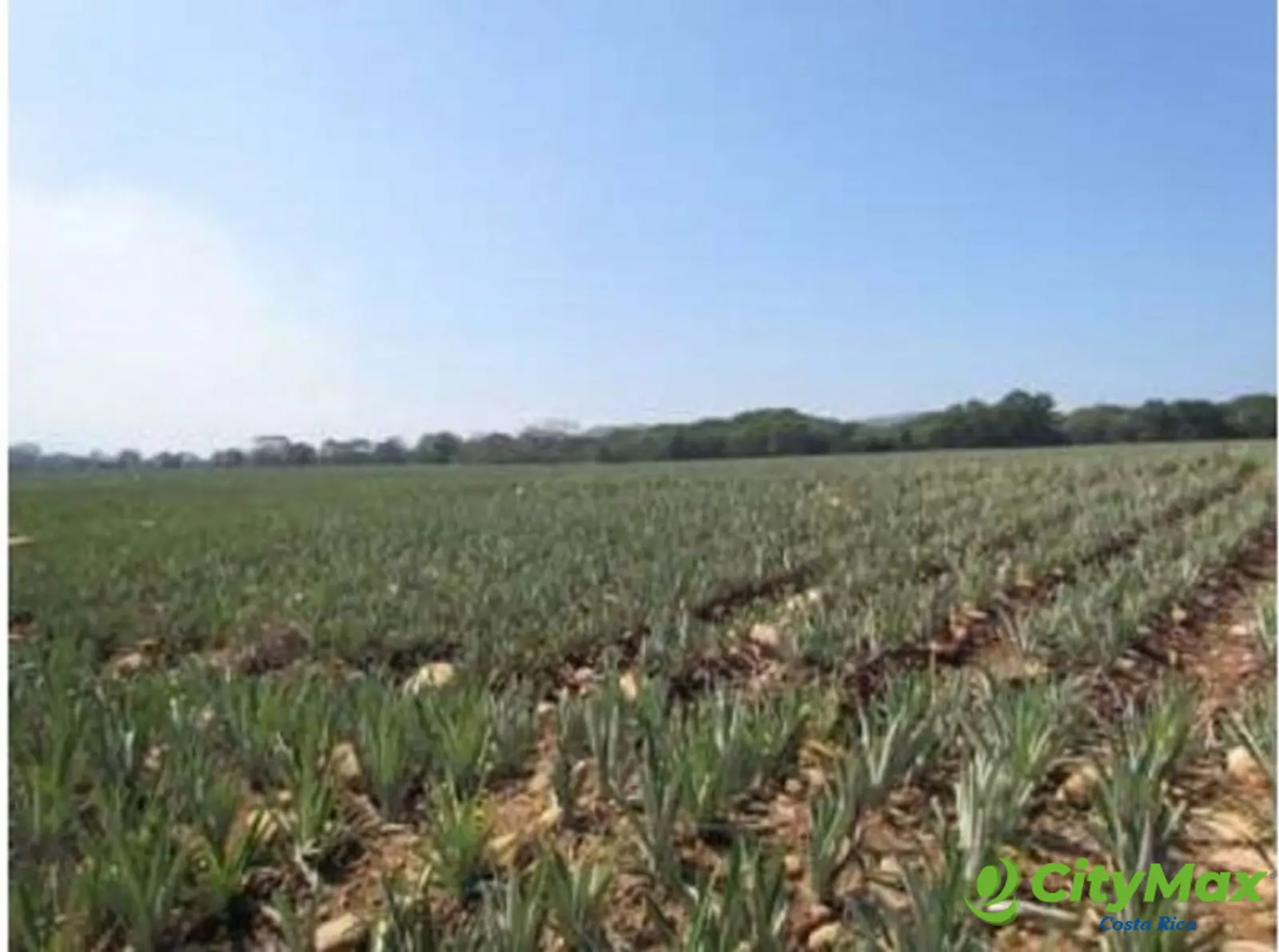 Amplia Finca Agrícola en Venta en Puntarenas - foto 8