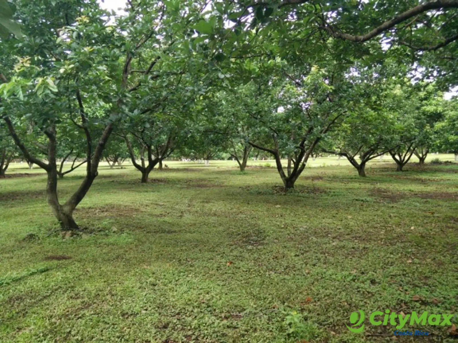 Finca en venta San Jerónimo de Esparza Puntarenas 15ha - foto 14