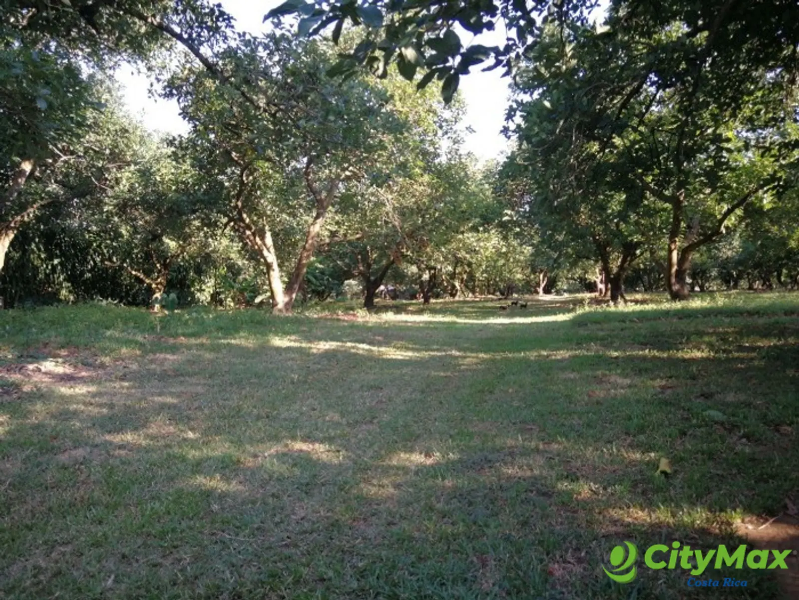Finca en venta San Jerónimo de Esparza Puntarenas 15ha - foto 18