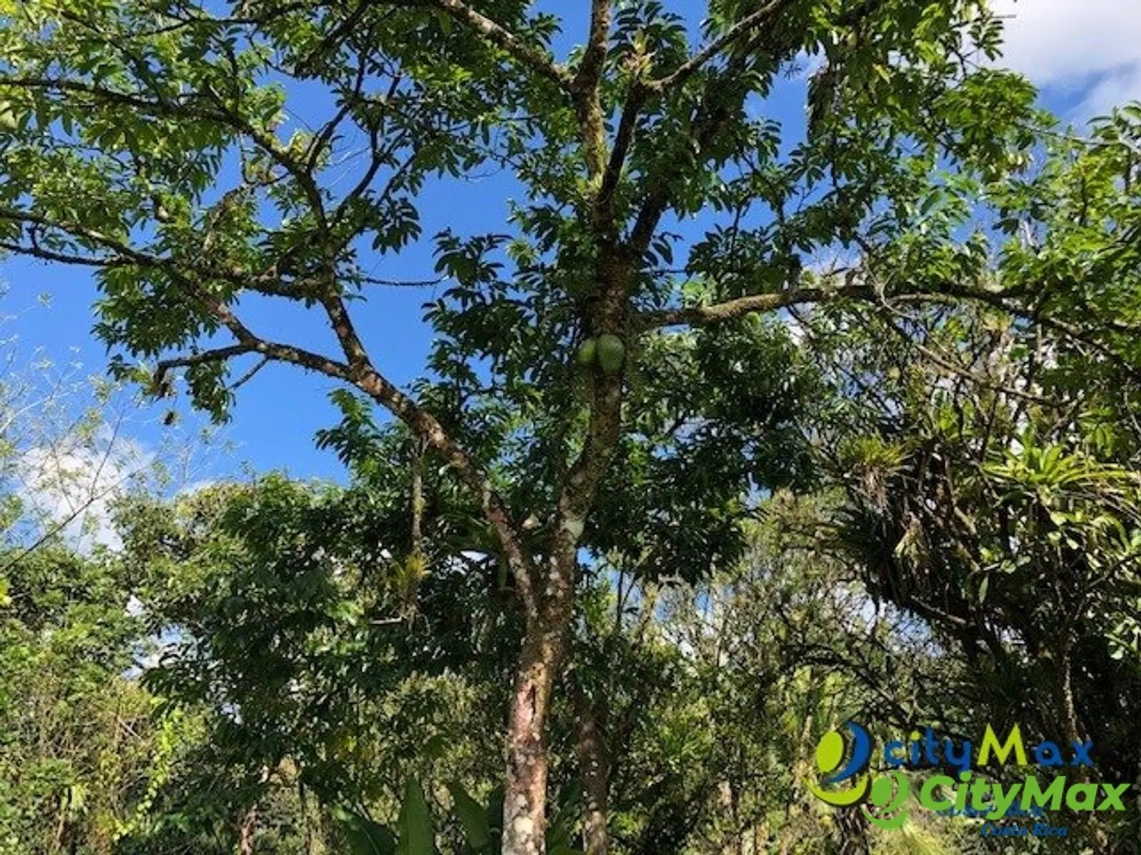Finca Exclusiva en Venta Toro Amarillo de Guápiles - foto 6