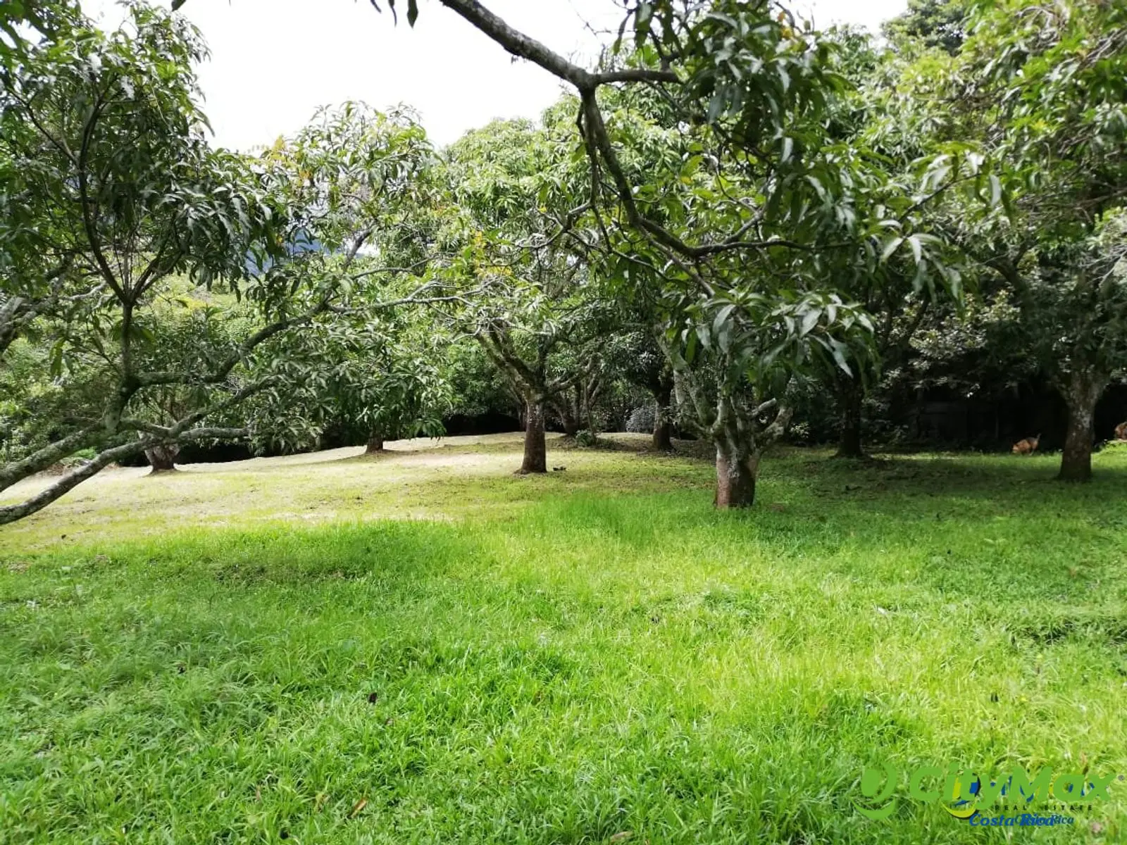 Finca con Casa en Venta en Río Oro, Santa Ana - foto 5