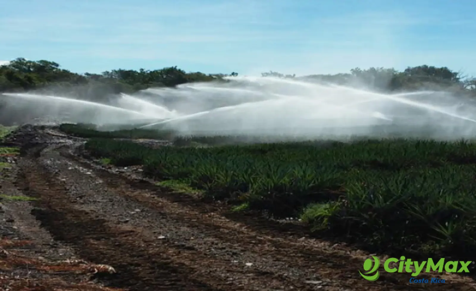 Amplia Finca Agrícola en Venta en Puntarenas - foto 9