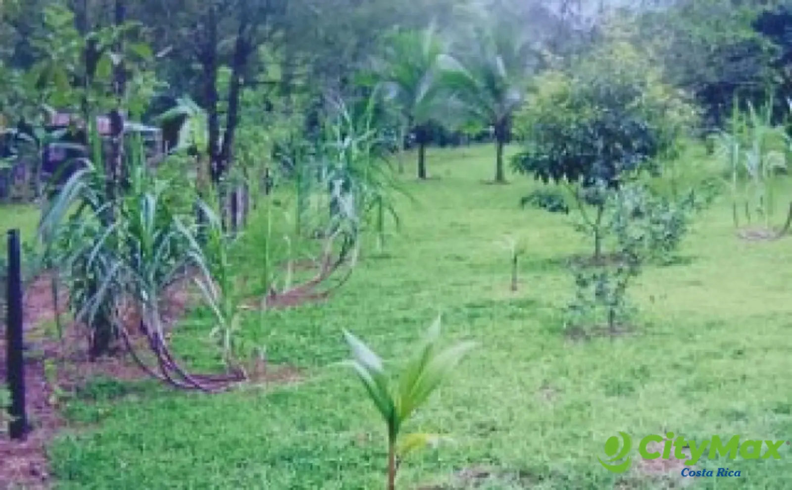 Se vende finca en Sarapiqui - foto 12